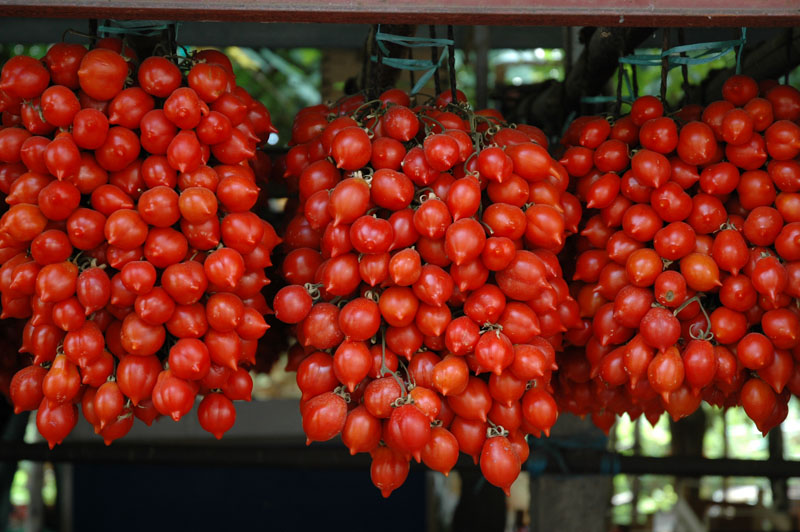 pomodorino-vesuviano
