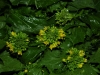 broccolo-friariello-di-napoli