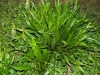 cicoria-verde-di-napoli